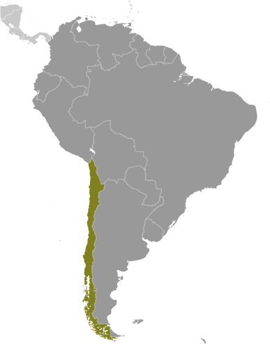 Chile locator